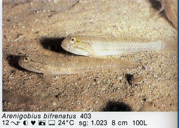 Arenigobius bifrenatus